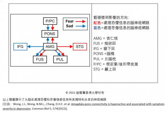 香港大學腦與認知科學國家重點實驗室
揭示人類的腦橋(PONS)在處理悲傷信息時發揮重要作用
 